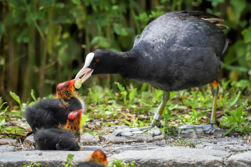 longingforrotkehlchen:“Here, have this berry.”“I said: HAVE IT.”Blässhühner (coots) am Pumpsee im Ro