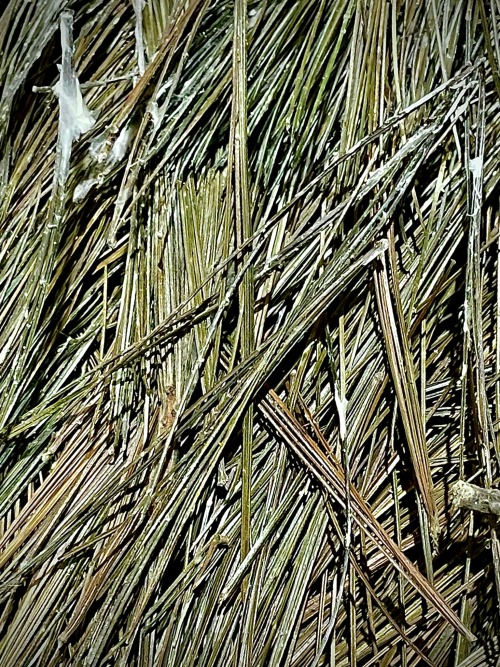 My Poor Pine Needles. I Spent So Much Time Harvesting And Cleaning These After A Storm Took A Huge Pine