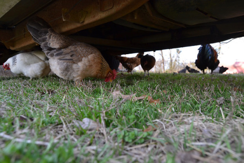 chickenliz:They like to hang out under old trucks.
