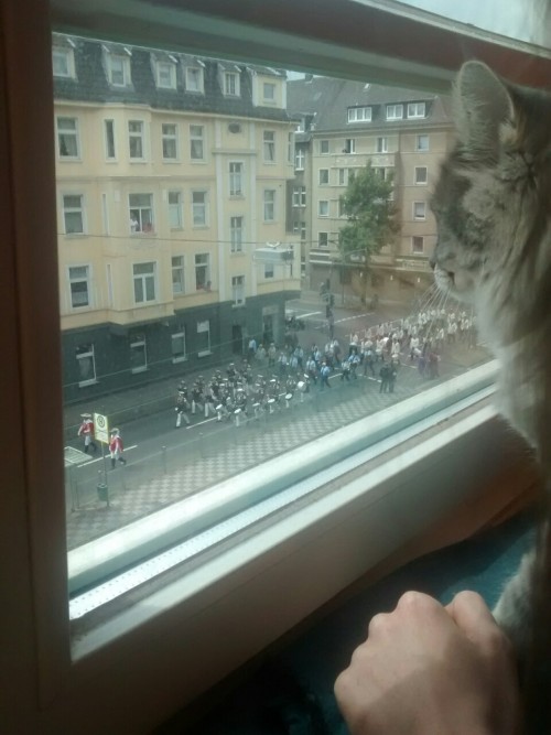 my cat’s reaction to weird german humans who play trumpets and drums while walking down the ro