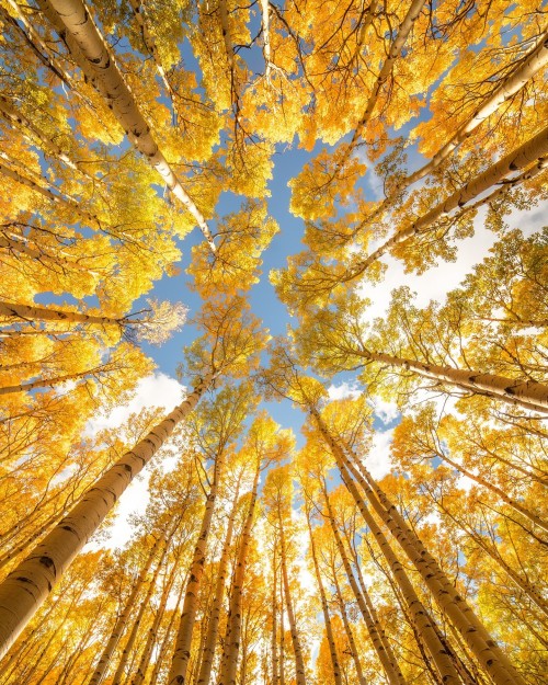 Coconino Forest, Arizona