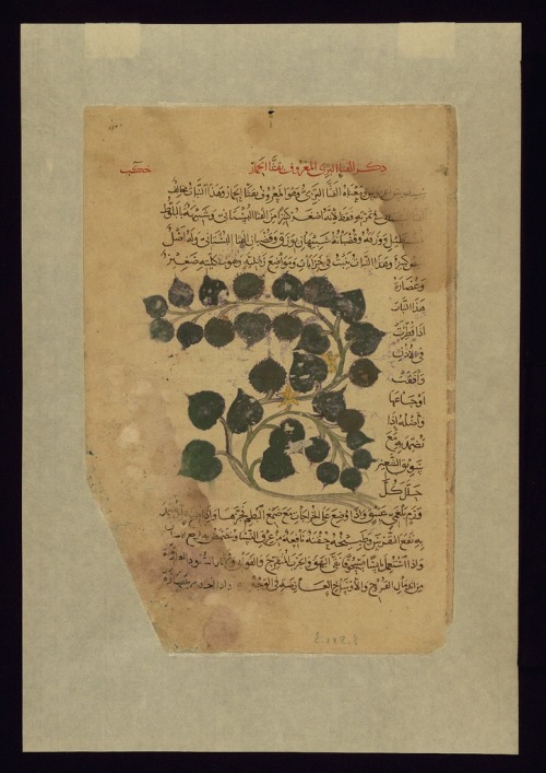 thevintagearab:Four leaves from the Arabic version of Dioscorides’ De materia medica, Wild cuc