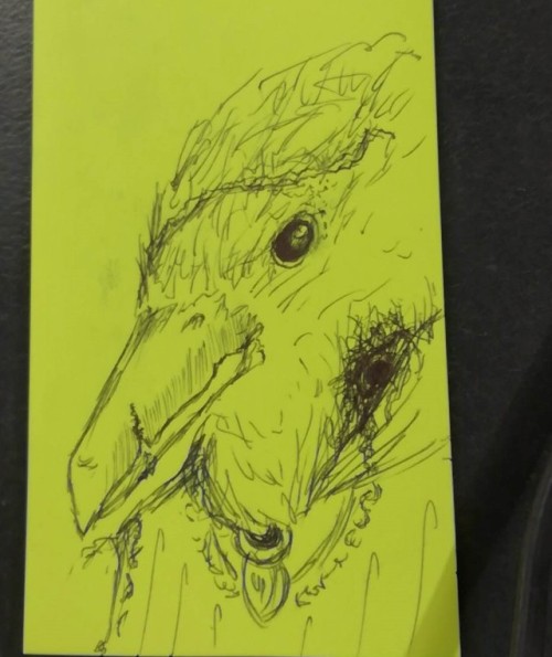 fresh birb, slightly murdered