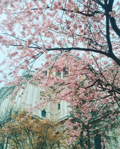 It’s a very grey day today but London is in bloom www.instagram.com/readingbukowski (at St. Pa