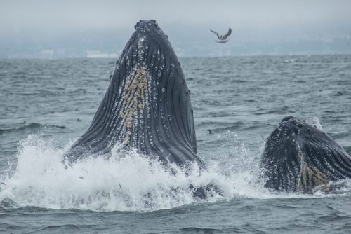 kohola-kai: Monterey Day 1 (May 4, 2017) About 30 Humpback Whales congregated in 50 feet of water, l