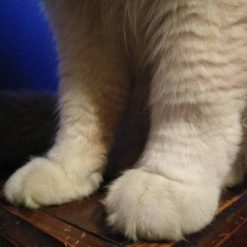 night1703:If paw pads are “beans” and the fluff between them is “bean sprouts” are legs “bean stalks