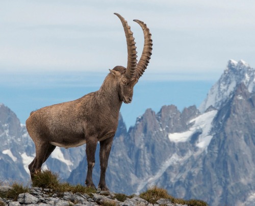 beautiful-wildlife:Vue sur le Mont Blanc by EFPhotography