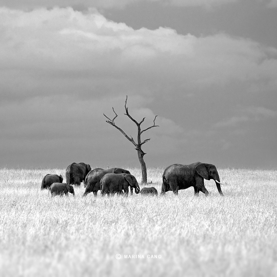 artchipel:  Marina Cano - Wild