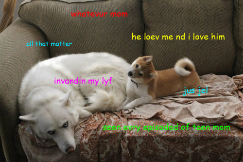 Confessions of a Shibe-a-holic