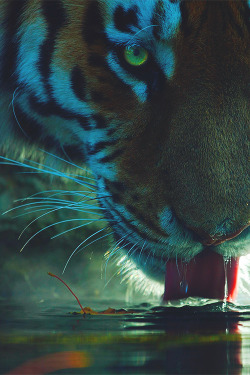 digi411:  wearevanity: La langue du tigre (Tongue of the Tiger) ©  The Worlds Sexiest Archive:  Great collection of sexy woman, exotic cars, scenery etc - follow me! 