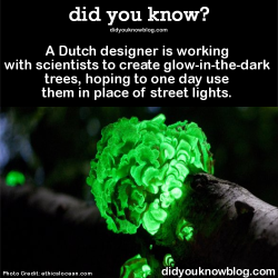 did-you-kno:  A Dutch designer is working with scientists to create glow-in-the-dark trees, hoping to one day use them in place of street lights.  Source