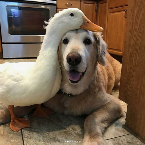 babyanimalgifs:This melted my heart ♥️ via (@ducksmakegreatpets)