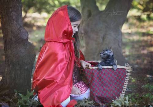 catsbeaversandducks:Little Red Riding Hood and the Little Bad Werecat“Had a photoshoot with my littl
