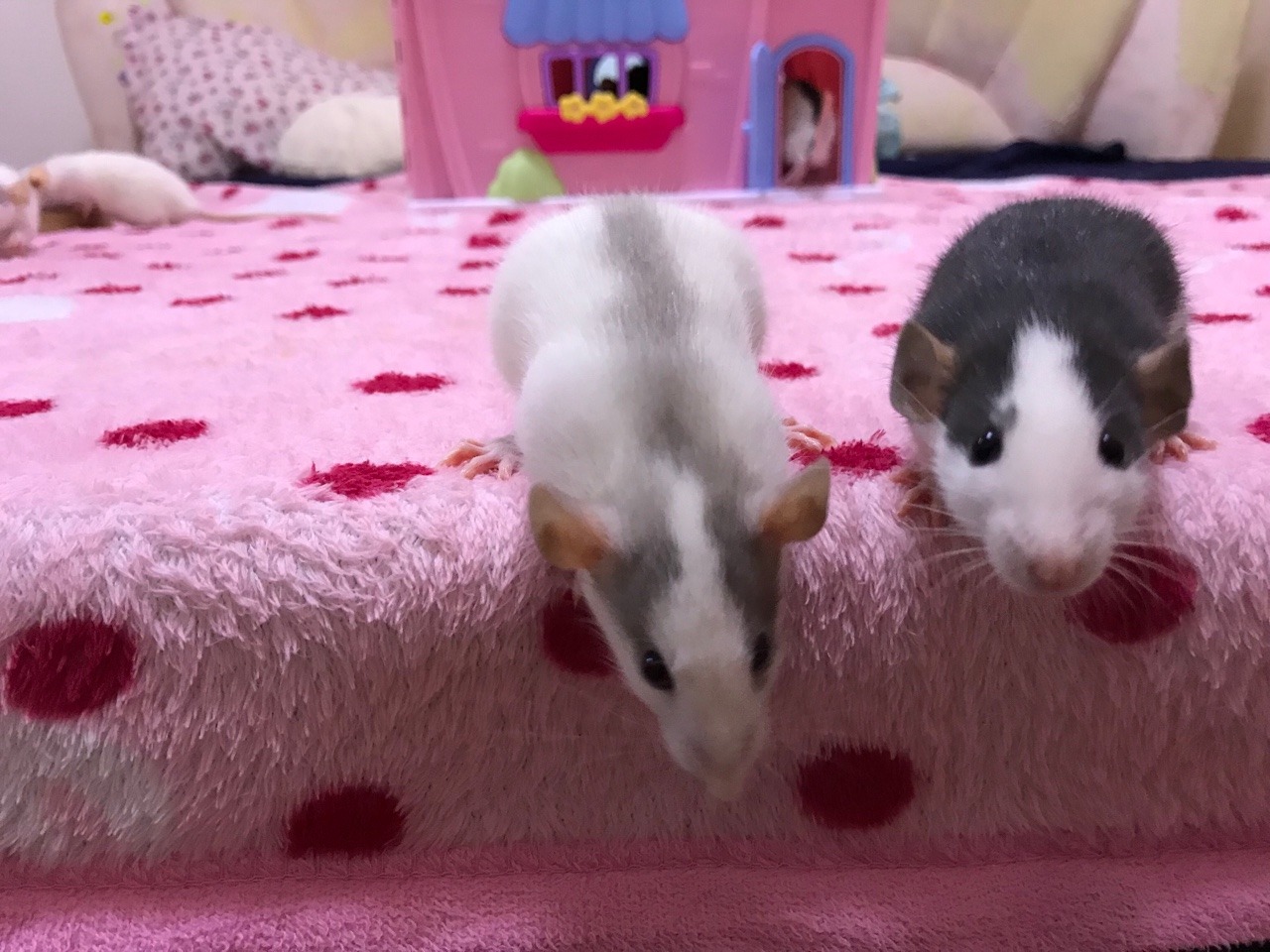icouldwritebooks: Baby rats playing in a dollhouse.  I put the dollhouse on the bed,
