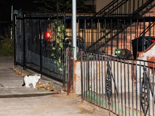 It’s National Feral Cat DaySo here are some photos of feral cats in Brooklyn. Enjoy.