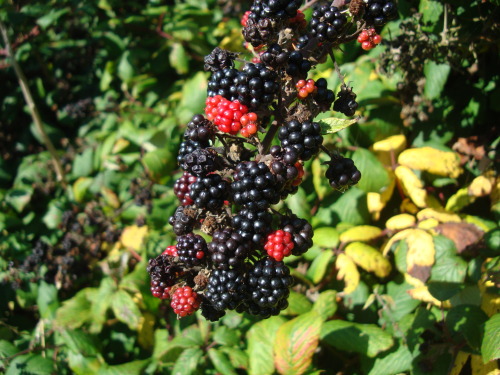 An abundance of blackberries growing at the edge of a field near the east coast of England ♥