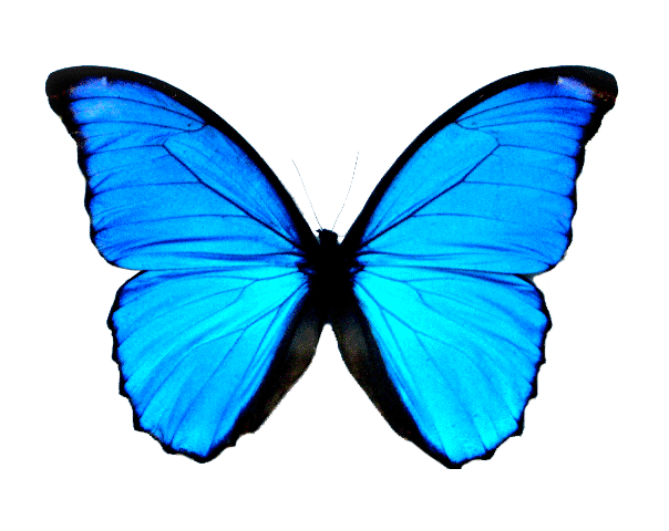 Featured image of post Transparent Butterfly Gif The site offers many chasing