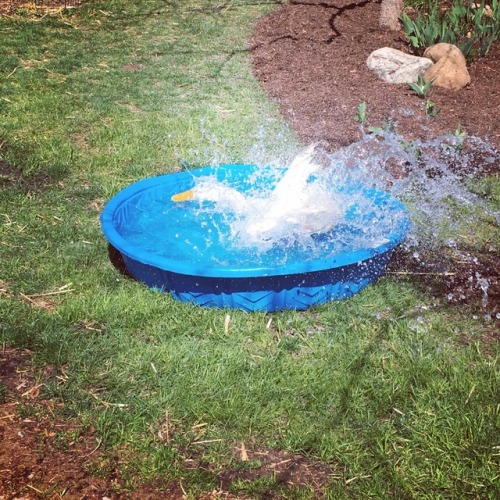 Nothing like the first pool day of the year!