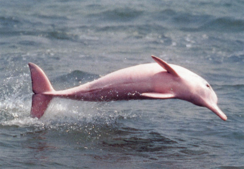 sixpenceee:  The pink river dolphin has lived adult photos