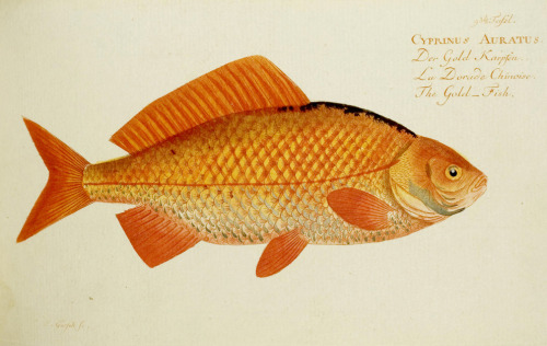 Marcus Elieser Bloch, Cyprinus / Carps from “Allgemeine Naturgeschichte der Fische, 1784. Berlin. Vi