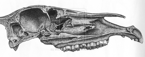 thescienceofillustration:Cross Section of Horse Skull by *BlackPariahDogJuvenile male, with teeth st