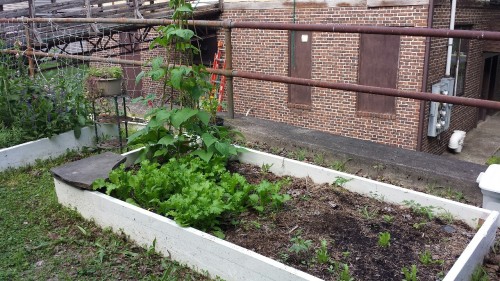 In order of appearance we have our urban yard bunny, nicotania, celosia, borage, yarrow, dephiniun, 