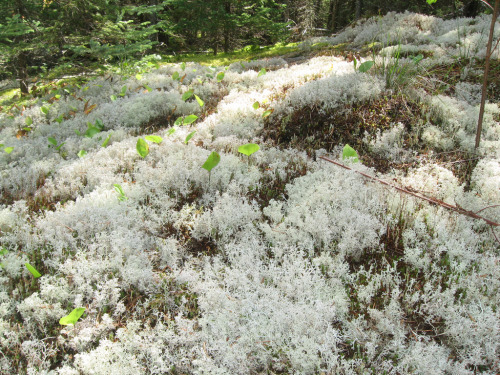 phyteforearth:  not snow moss white moss