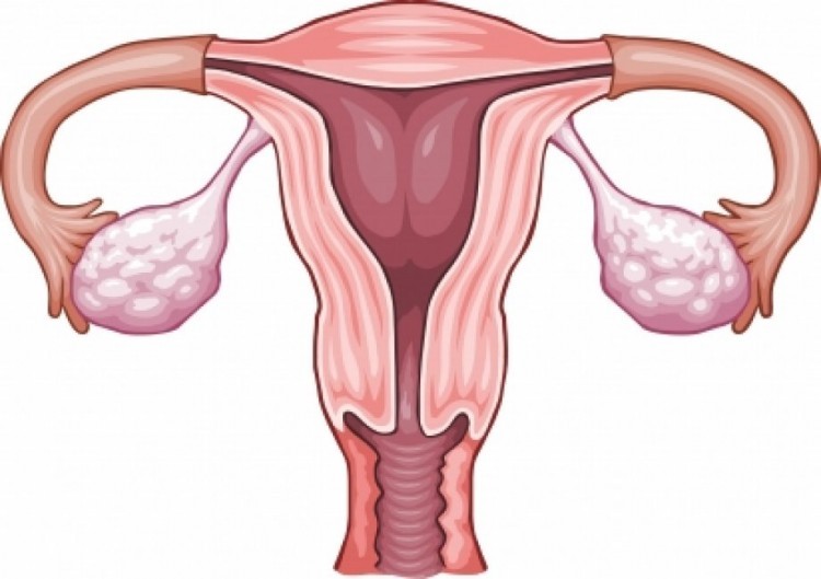 Female reproductive system anatomy and vagina