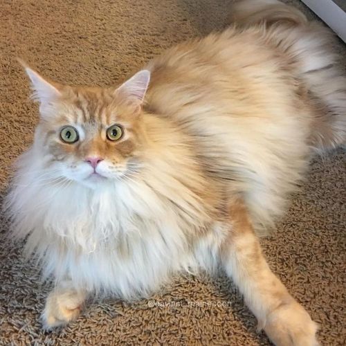 Friyay?? #DaVinciTheMaineCoon #mainecoon #catsofinstagram #CatsofDallas #cat #cats #teamfancykitty #