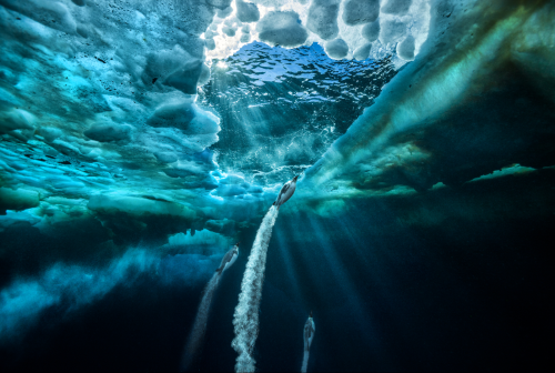 Paul Nicklen (Canadian, b. 1968)Propulsion, 2011