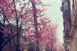se17enteen:  Cherry Blossoms by Chris Giuliano on Flickr. 