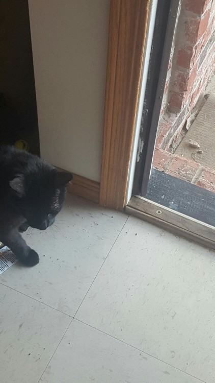 lalifuckingho: HE IS NOT AN OUTSIDE CAT!!!! HE’S REBELLING! (I said “Soots! What are you