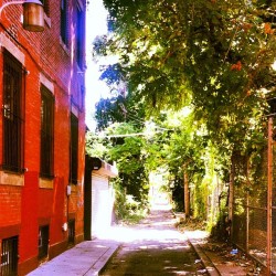 annamolly528:  #philly overgrowth #alley