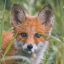 proshippy-fox
