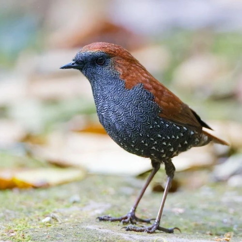 Goulds Shortwing(Heteroxenicus Stellatus), Family Muscicapidae, Order Passeriformes, China