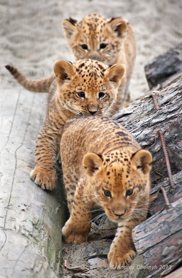 magicalnaturetour:  Audrey Chemyh ~ Follow the leader