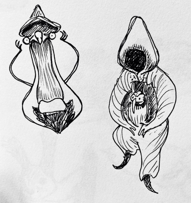 Two ink drawings of orchid flowers that look like a screaming face and a small hooded gnome, respectively.