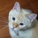 straycatj:qr-sa:straycatj:Welcome to my second cat Ted…If a new kind of the dog would be named the Siamese in a country, can you accept it? I won’t be able to do. Because the Siamese is the name of the cat kind having the history. だい2かい