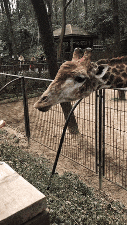 googifs: Feeding a giraffe