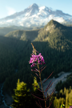 jonahreenders:  mt raininer Jonah Reenders | Instagram