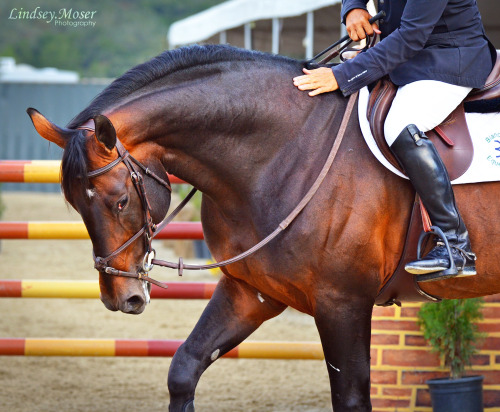 lindseymoserphotos: Woodside Grand Prix