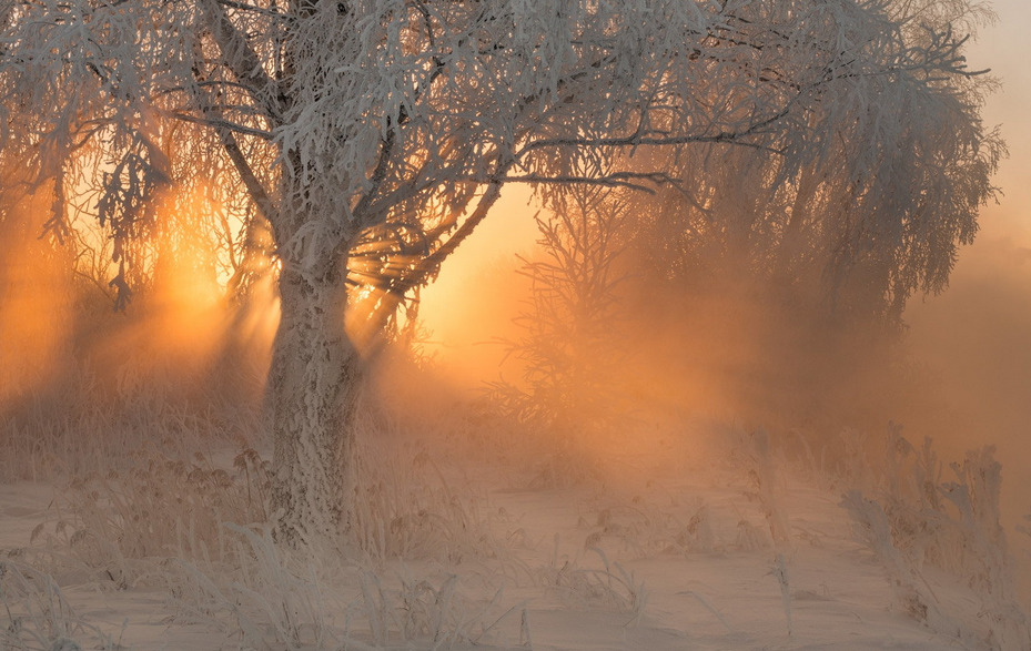 afaerytalelife:  The sun came up like gold through the trees, and I felt like I was