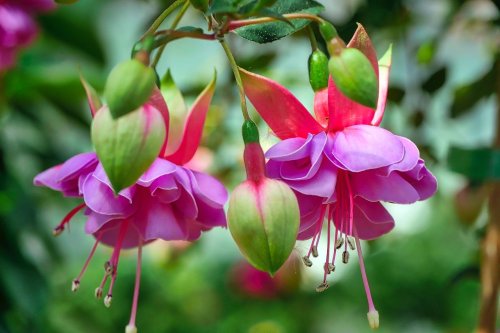 selection of different varieties of Pink, Purple &amp; Blue Fuchsia Flowers
