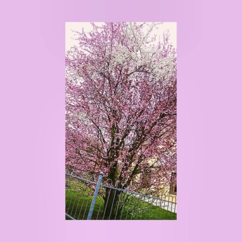 Auch in Deutschland blühen die Kirschblüten mittlerweile  In Germany cherry blossoms have 