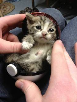 awwww-cute:  I choose you meow