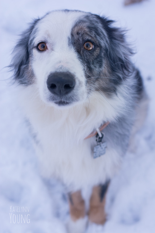 shepherd-tails:  2/15/2015Hi. Um. That ball… Can I have it?