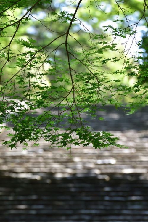 奈良県　奈良公園　 Nara Narapark  