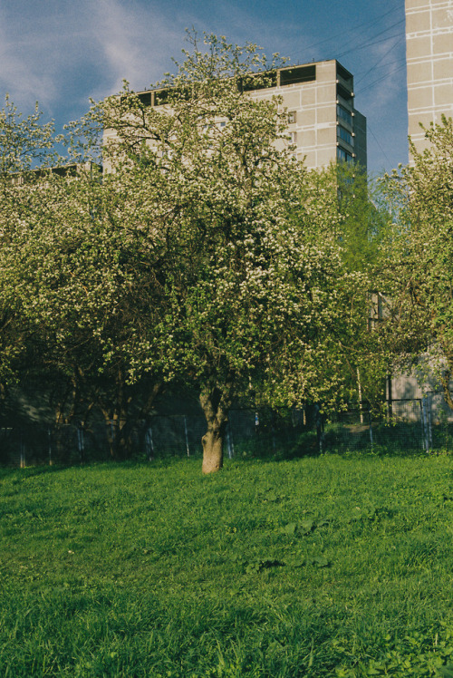 steelvalley:tree study 48