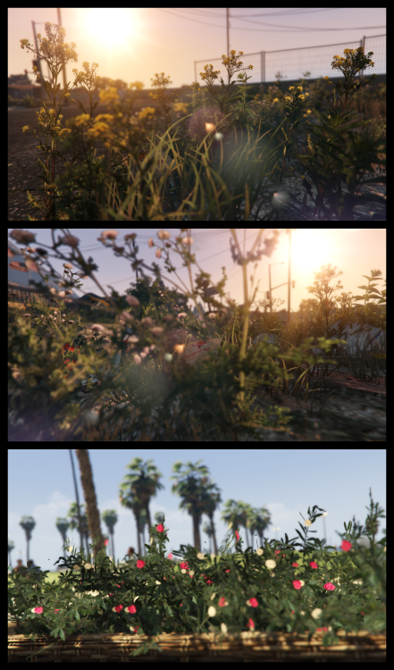 Low growth plants of southern San Andreas.