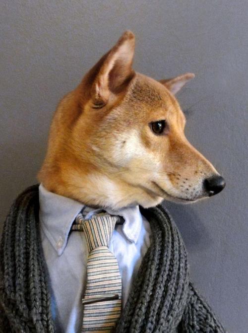 the-absolute-best-posts:  curiousz: Menswear Dog is a 3 year old shiba inu living in NYC with a panache for all things style.